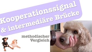 methodischer Vergleich medizinisches Training mit Kooperationssignal amp intermediärer Brücke [upl. by Yates]