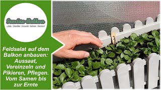 Feldsalat 🥗auf dem Balkon anbauen Aussaat vereinzeln und pikieren pflegen vom Samen bis zur Ernte [upl. by Rialc]