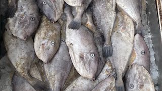 LEATHER JACKET FISH CUTTING  Kasimedu Fish market  UNRATED TASTY FISH [upl. by Lledrev]