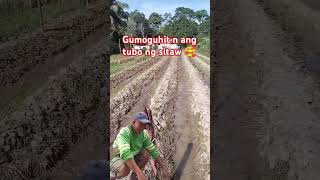 Gumoguhit na tubo ng sitar RiceGum agriculture farming gardening farmer shortvideo tagum [upl. by Ardnaz]