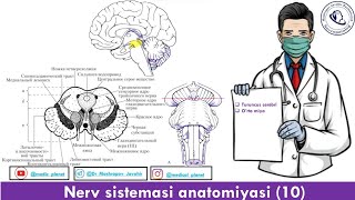 Orta miya anatomiyasi [upl. by Ablasor]