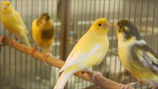 Animal sounds Canary trills [upl. by Cherrita]