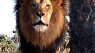 Amazing Lion Roar up close [upl. by Auguste372]