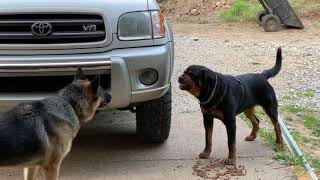 Aggressive one year old rottweiler challenges alpha German Shepherd [upl. by Orose]