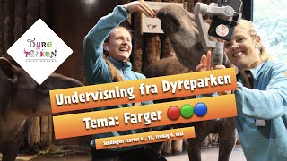 Undervisning fra Dyreparken Farger 🔴 🟢 🔵 [upl. by Moguel]