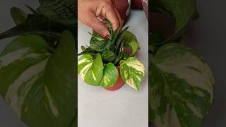 Diy planter 😍shorts garden plant houseplants shortsfeed [upl. by Yroger133]