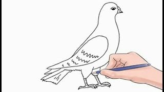 How to Draw A Pigeon Easy Step by Step [upl. by Nosa]