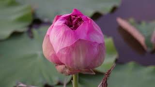 Lotus flower Farm in Siem Reap [upl. by Alidia]