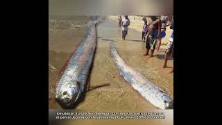 OARFISH sang pembawa bencana❗️ [upl. by Burke20]