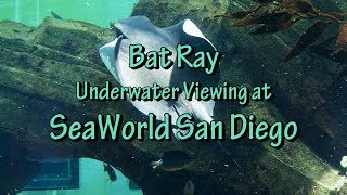 Bat Ray Underwater Viewing at SeaWorld San Diego [upl. by Fawn]