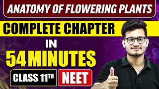 ANATOMY OF FLOWERING PLANTS IN 54 MINUTES  Full Chapter Revision  Class 11 NEET [upl. by Mcnamee611]