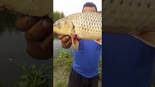 Delhi Burari puchara ka shikar fishing snakeheadmurrel murrel vlog fishingdaily [upl. by Neeloj]