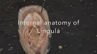 Phylum Brachiopoda Lingula Dissection [upl. by Asha]