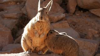 20190627 Bolivia Altiplano Plateau Viscacha [upl. by Sitruk934]