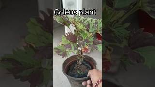 Growing Coleus  How to Get the Most Vibrant Colors🌱🍀garden shorts youtubeshorts [upl. by Nanice]