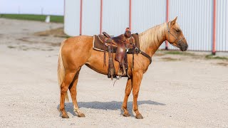 LOT 163• PITZER RANCH FALL SALE 24 • PLAYIN WITH THE STARS [upl. by Fanni]