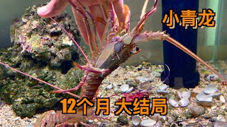 龙虾苗饲养12个月后，养不了只能送走了｜水族｜水族箱｜养鱼｜鱼缸｜虾｜龙虾｜海鲜｜养殖｜海洋生物｜动物｜宠物 [upl. by Freeman]