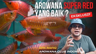 EKSKLUSIF AROWANA YANG BAIK ITU SEPERTI APA BPK RAFIQ  AROWANA CLUB INDONESIA [upl. by Santana]