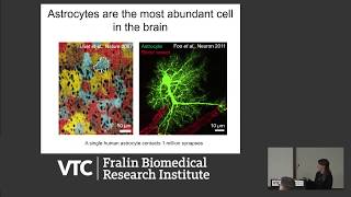 How do Astrocytes Regulate Neural Function in Health and Disease [upl. by Crain]