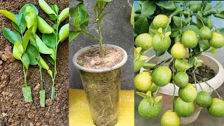 Growing Lemon Tree From Cut With Aloe Vera  Agrieducation [upl. by Anar]