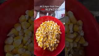 बकरो के चारे के दाम MS Agro Goat Feed Prices [upl. by Eillil]