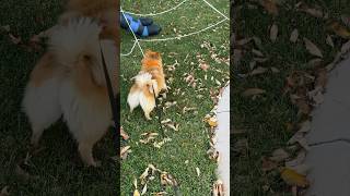 1 dog versus 4 cats catfight dogfight scarecam halloweenprank [upl. by Littlejohn699]