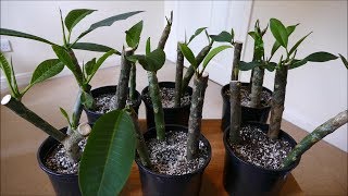 Frangipani Cuttings [upl. by Cherise595]