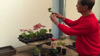 Creating Bonsai from Starter Tree Material [upl. by Romy]