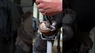 horse hoof cutting [upl. by Sissy616]