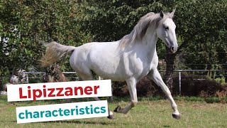 Lipizzan horse  characteristics origin amp disciplines [upl. by Nelyahs977]