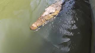 American Crocodile quotCrocodylus acutusquot in Black River Jamaica [upl. by Anitneuq341]