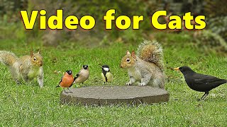 Videos for Cats  Squirrels and Birds Mania ⭐ 10 HOURS ⭐ Cat TV [upl. by Dibb]