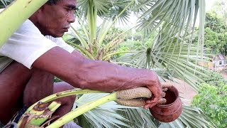 তালের রস উৎপাদনের সম্পূর্ণ পদ্ধতি  How to palm juice is produced  full Method [upl. by Netfa87]