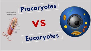 La Différence entre Cellules Procaryotes et Cellules Eucaryotes [upl. by Gardener933]