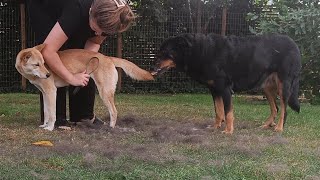 Brushing the dogs Beauceron amp Korean Jindo Dog LENORA [upl. by Sidnarb]