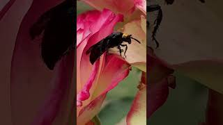 Scolia Discolia verticalis Yellowheaded hairy flower wasp insect bug nature wasp hornet [upl. by Mathe]