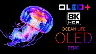 BEST OF OLED  Ocean Life in 8K HDR  Dolby Vision™ [upl. by Chappelka]