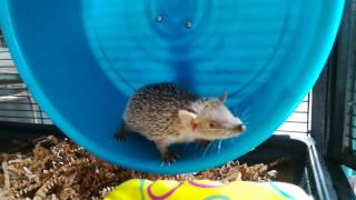 Lesser tenrec on Carolina Storm Express wheel [upl. by Vaas306]