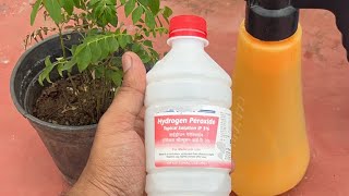 Hydrogen Peroxide H2O2 use on Plants ❌ Yes Or No LIVE 🤷‍♂️😱 [upl. by Adilen]