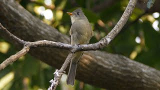 Greater Pewee and its Call [upl. by Purse]