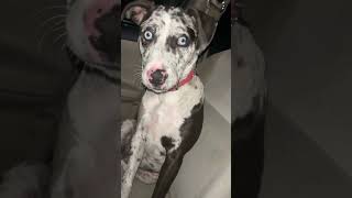 Catahoula leopard Dog is out her mind customparts automobile fishing customcars [upl. by Arraeit]