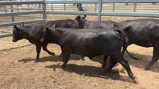 Angus x Yearling Heifers IMG 0620 [upl. by Irreg]