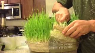 Hydroponic Grown Wheatgrass [upl. by Lemrahc]