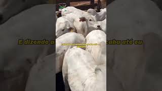 Novilho precoce countrymusic fazendadegado vidadegado animals gado farming [upl. by Luing]