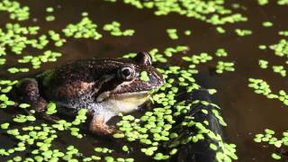 Limnodynastes dumerili Eastern Banjo Frog  Pobblebonk [upl. by Calia]