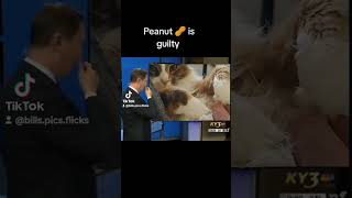 Peanut 🥜 was on the news [upl. by Ellah]