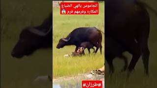 الجاموس يالهي وخدعهم الضباع المكاره وفرمهم فرم shorts [upl. by Anayd]