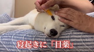 目薬を嫌がるシニア犬！ 一番いいタイミングはこれだ！ [upl. by Notxarb]