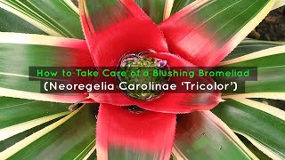 How to Take Care of a Blushing Bromeliad Neoregelia Carolinae ‘Tricolor’ [upl. by Ailefo974]