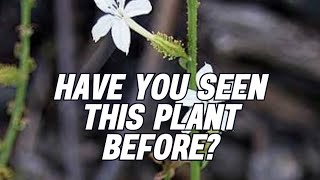 Plant identification program 27 trending viral shorts [upl. by Carpet111]